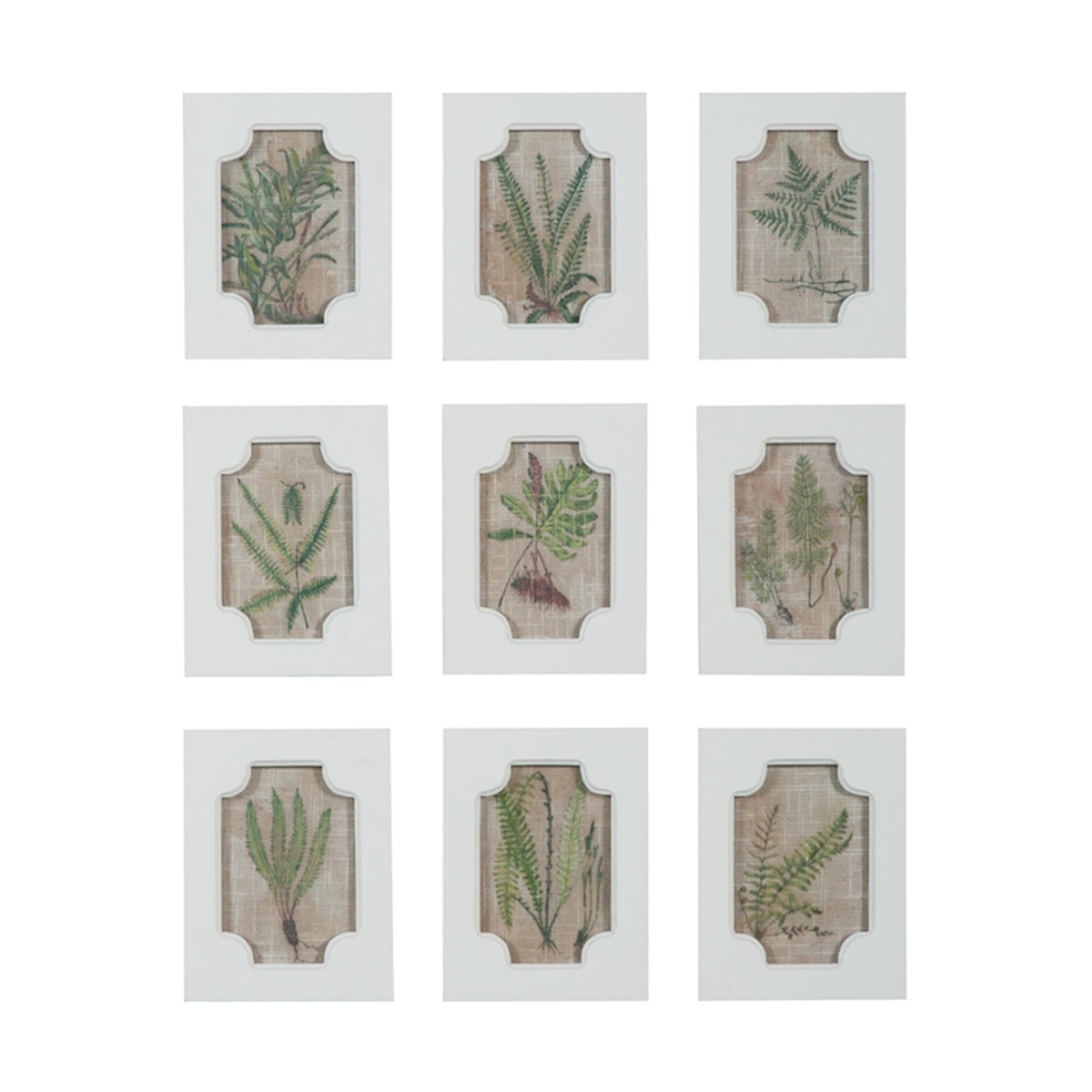 "Fern Studies I" Wall Art